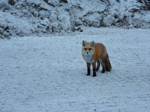 3 4 March 2019 Fox