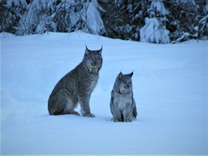 3 4 Lynx Mar 2018