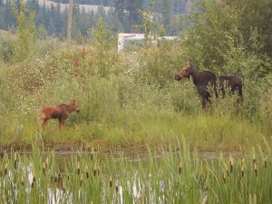 3 3 Moose Cow And Calf Mar 2018