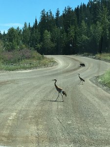 2 Sandhill Cranes And Black Bear