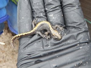3 Long Toed Salamander