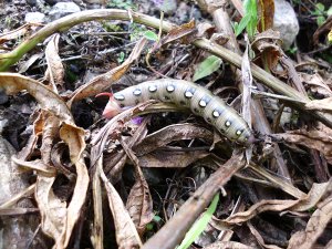 Bedstraw Hawk Moth